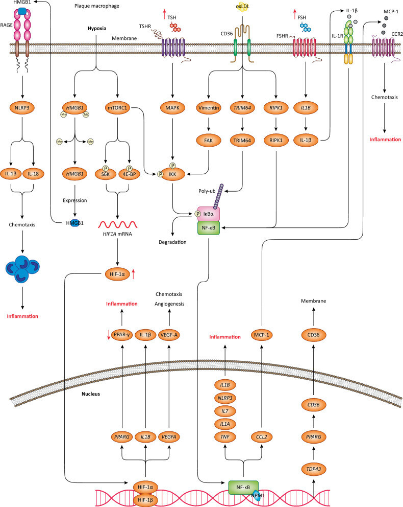 41419 2024 7166 Fig2 HTML