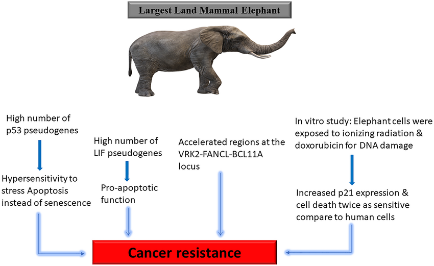 Anticancer mechanisms in the Elephant Elephants are the largest living land mammal They