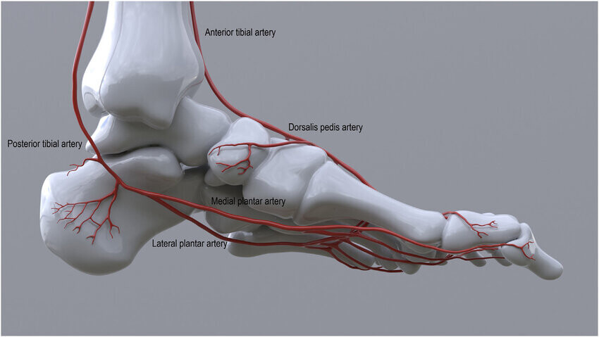 Foot model showing the pedal arteries interrogated in the PAT assessment