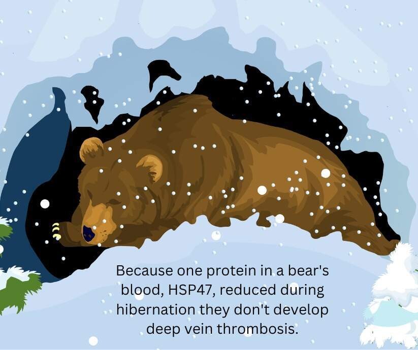 Hibernating bear 1