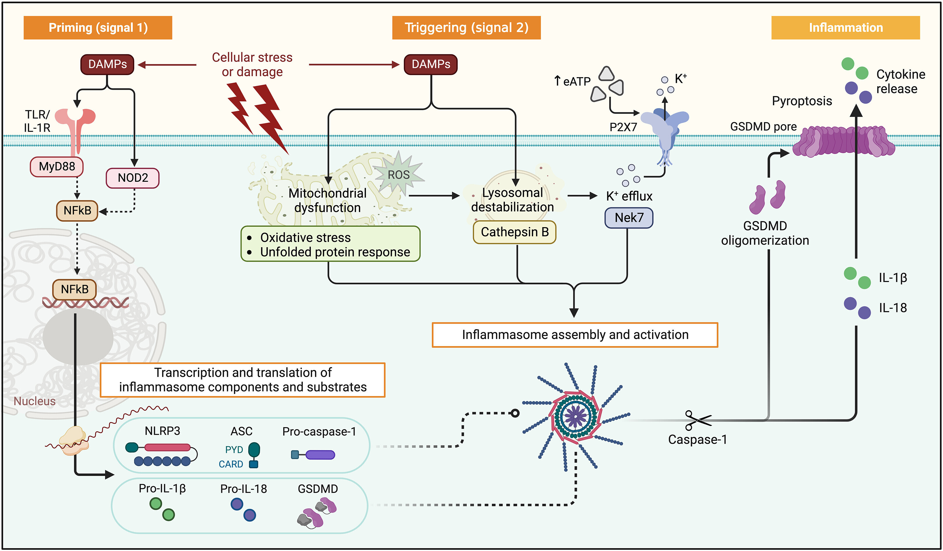 InflamTEV2