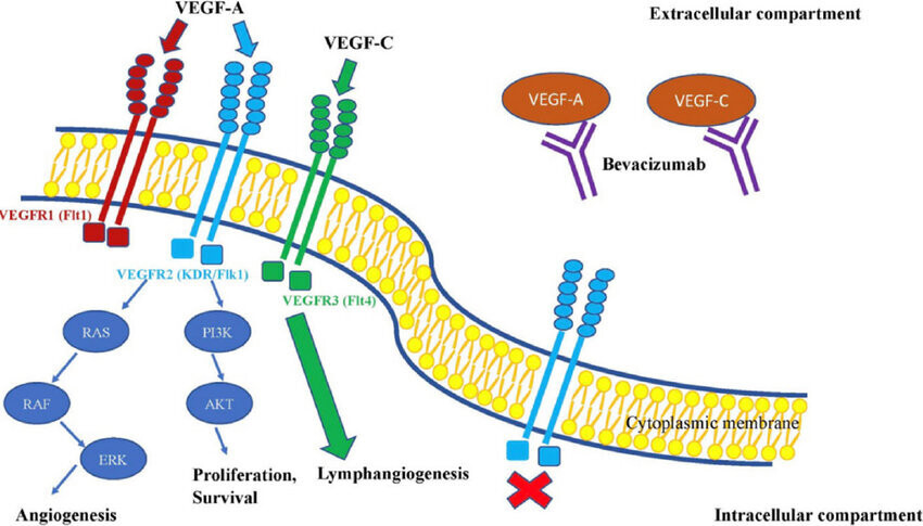 The effect of bevacizumab on VEGF signalling pathway This figure shows that bevacizumab