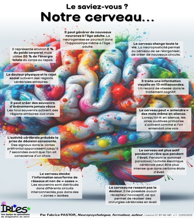 cerveau