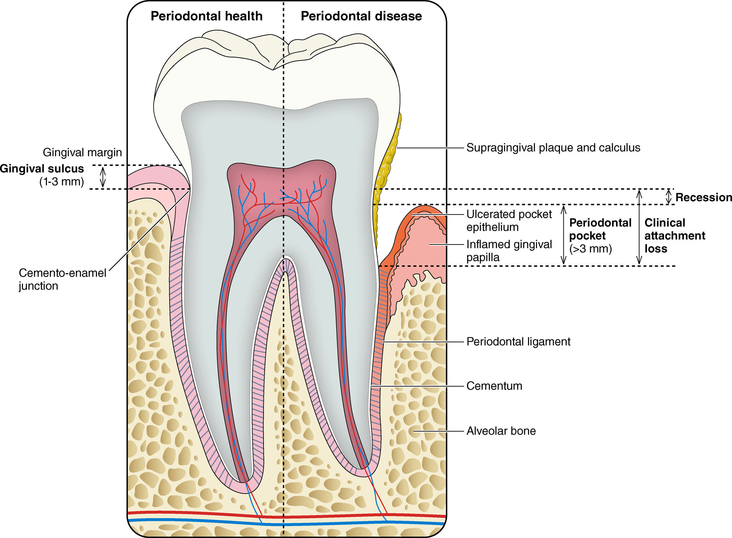 cir.0000000000001390.fig02