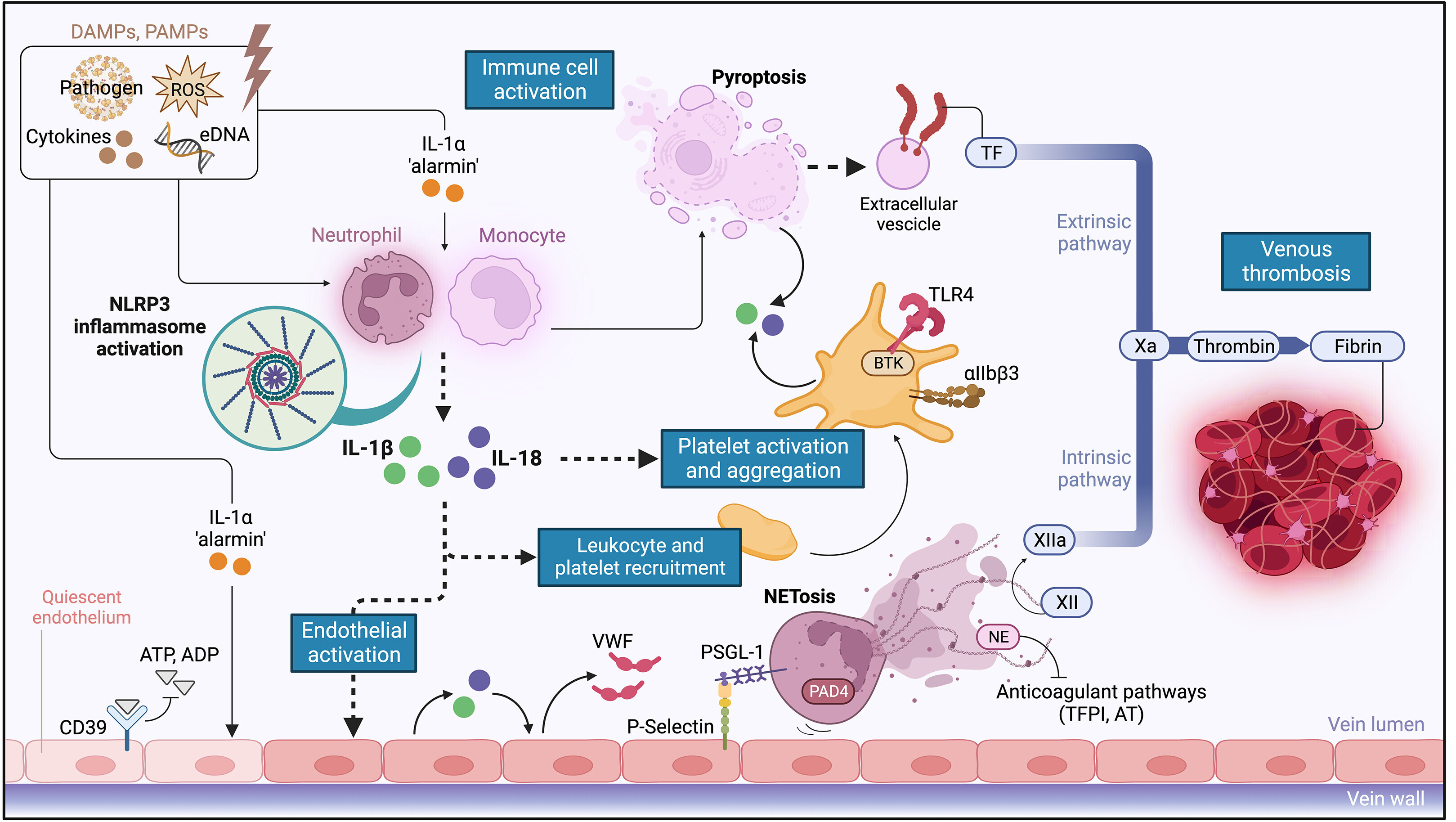 inflamTEV4