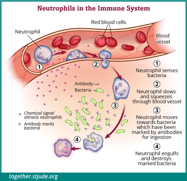 neutrophil illustration together