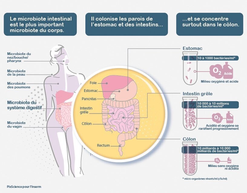 pixscience microbiote plargeur