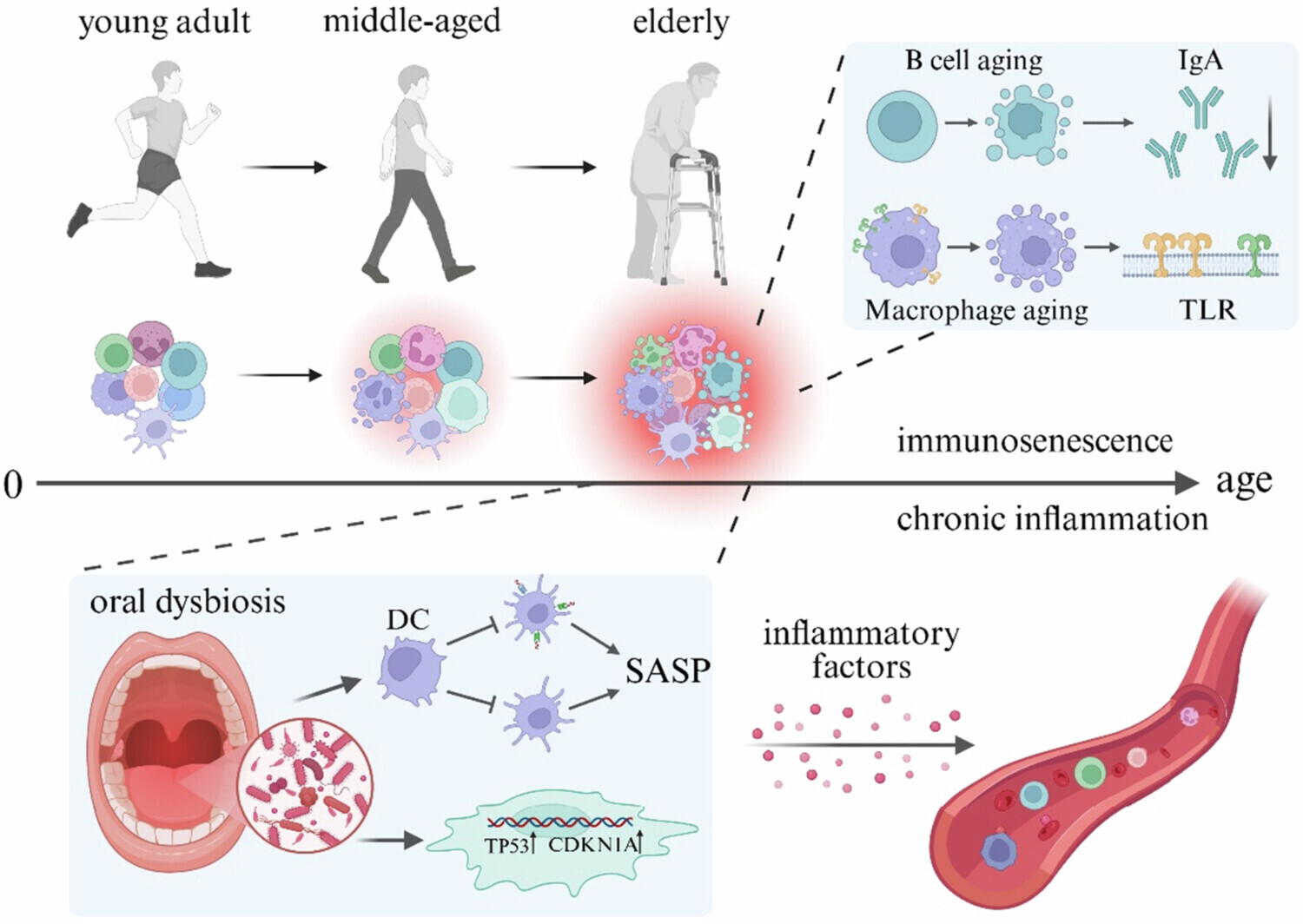 zjom a 2589648 f0001 c