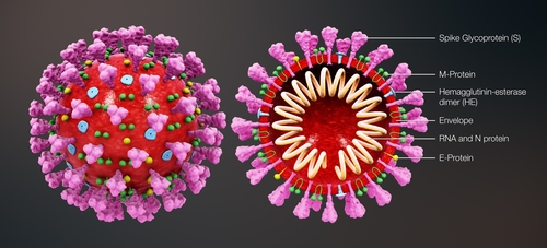 3d medical animation coronavirus structure v2