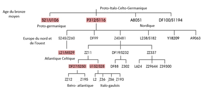 ADN3