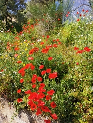 Aujourd'hui : Pomenade dans la garrigue, 6 mn from home