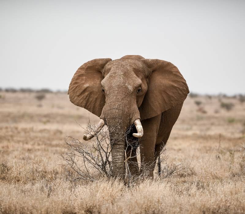 Il était une fois un éléphant et le cancer