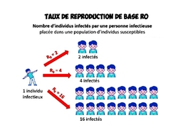 Le RO du COVID-19