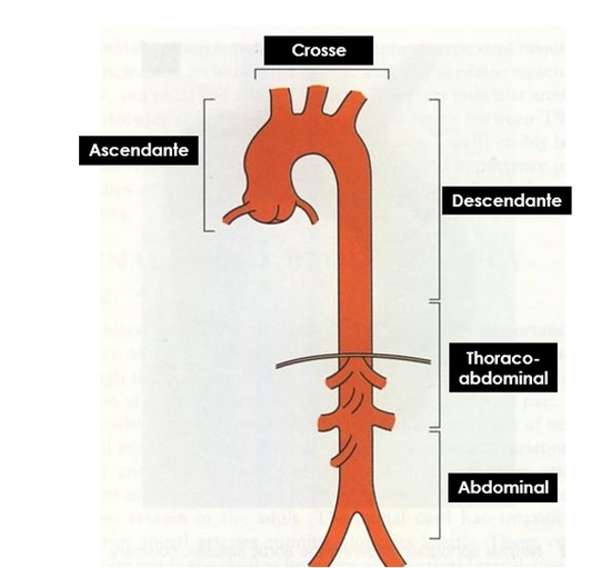 L'AORTE dans tous ses états