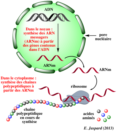 Histoire de l' ARNm