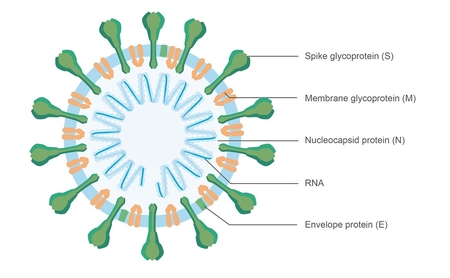 covid trimeric spike protein for web