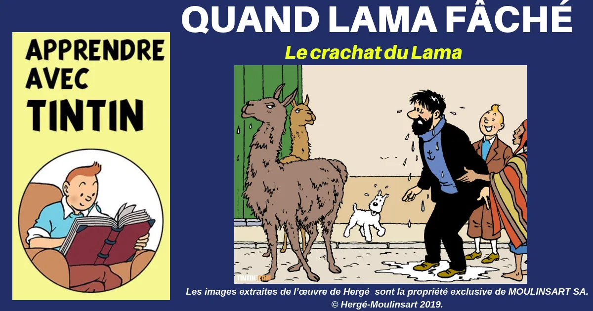 crachat lama blog