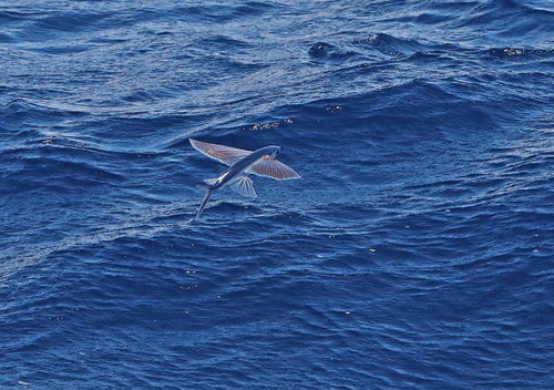 Flying Fish  flying over sea"n"nCape Verde, East Atlantic             May