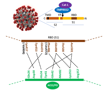 receptor binding